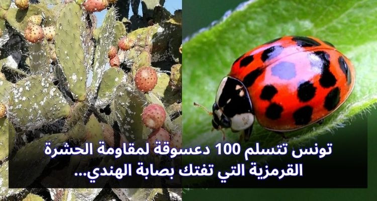 تونس تتسلم 100 دعسوقة لمقاومة الحشرة القرمزية التي تفتك بالهندي