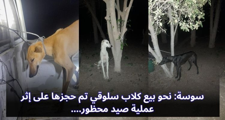 غدا في سوسة: بيع 3 كلاب سلوقي وقع حجزها على إثر الصيد المحظور