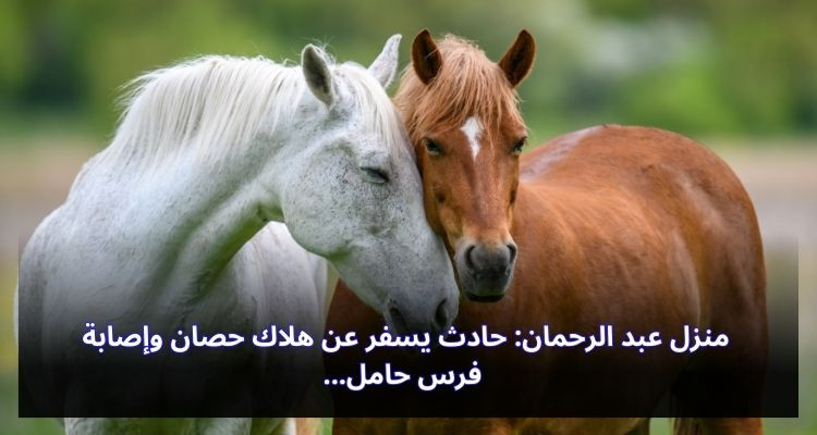 منزل عبد الرحمان: حادث يسفر عن هلاك حصان وإصابة فرس حامل
