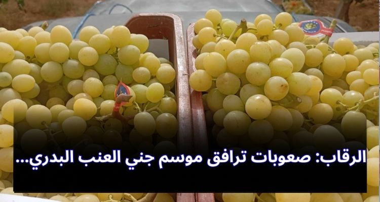 الرقاب: صعوبات ترافق موسم جني العنب البدري