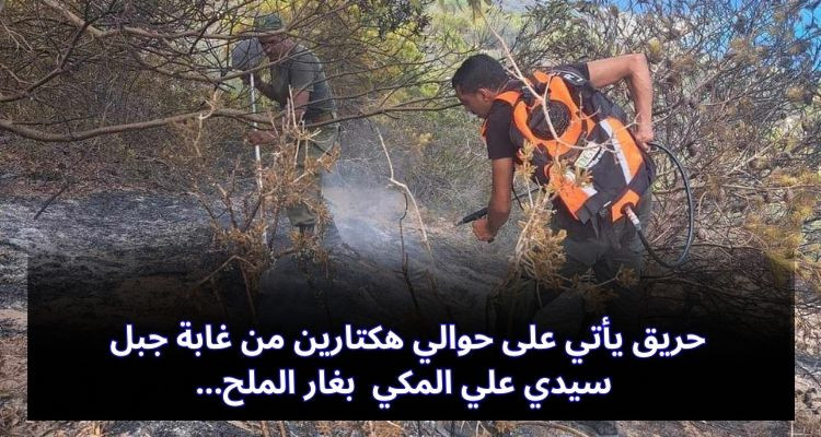 بنزرت: اندلاع حريق بغابة جبل سيدي علي المكي بغار الملح