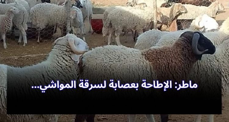 ماطر: الإطاحة بعصابة لسرقة المواشي