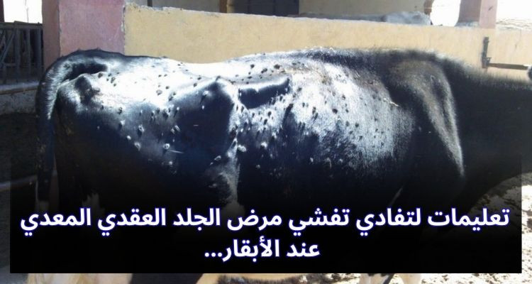 تعليمات لتفادي تفشي مرض الجلد العقدي المعدي عند الأبقار