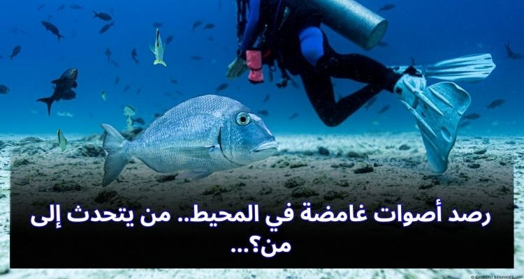 رصد أصوات غامضة في المحيط.. من يتحدث إلى من؟