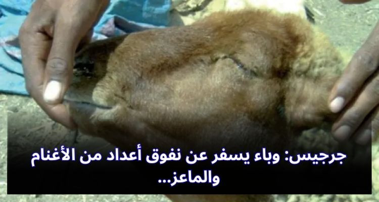 جرجيس: وباء يسفر عن نفوق أعداد من الأغنام والماعز