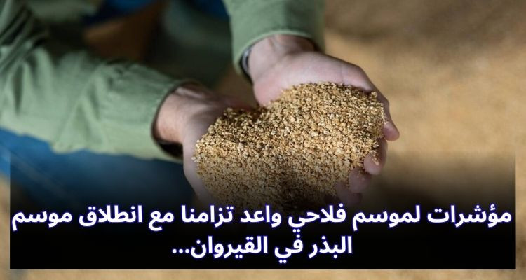 مؤشرات لموسم فلاحي واعد تزامنا مع انطلاق موسم البذر في القيروان