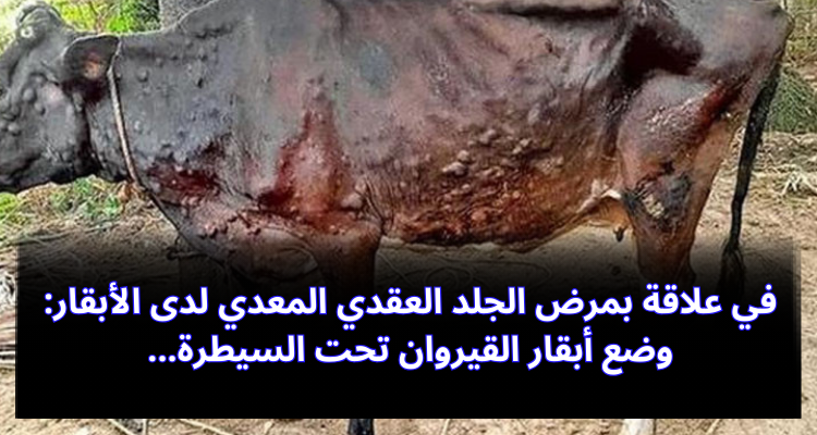في علاقة بمرض الجلد العقدي المعدي: وضع أبقار القيروان تحت السيطرة