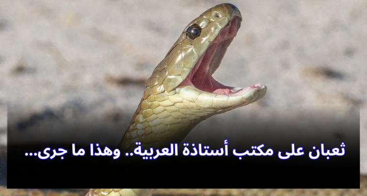 يحدث في توزر: تلاميذ يضعون ثعبانا على مكتب أستاذة
