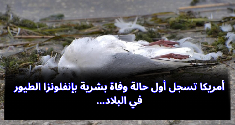 أمريكا تسجل أول حالة وفاة بشرية بإنفلونزا الطيور في البلاد