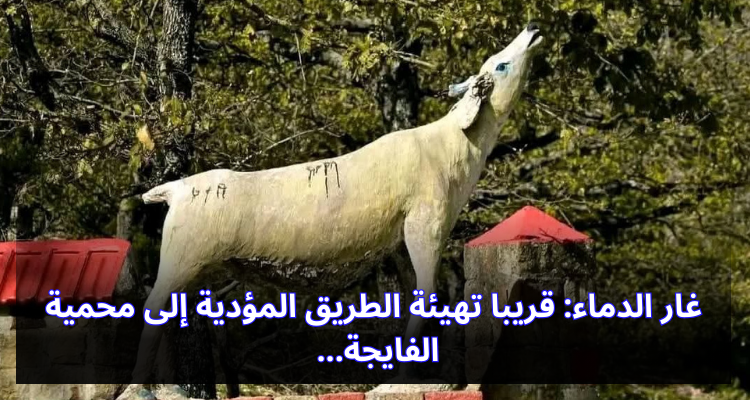 غار الدماء: قريبا تهيئة الطريق المؤدية إلى محمية الفايجة