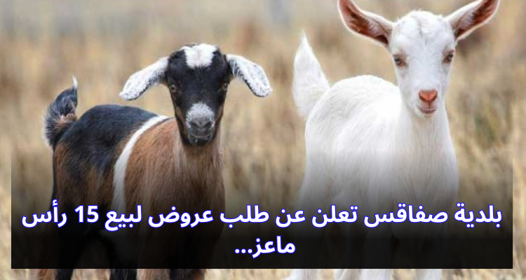 بلدية صفاقس تعلن عن طلب عروض لبيع 15 رأس ماعز بالحديقة العمومية التوتة