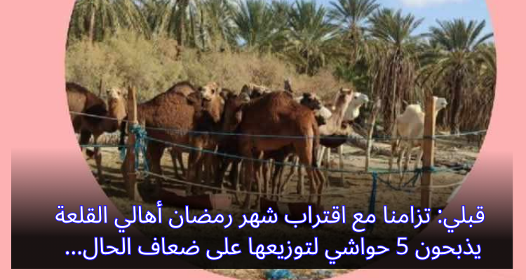 قبلي: تزامنا مع اقتراب شهر رمضان أهالي القلعة يذبحون 5 حواشي لتوزيعها على ضعاف الحال