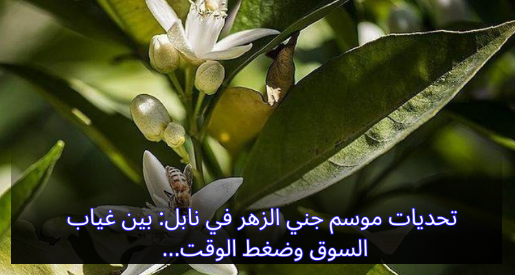 تحديات موسم جني الزهر في نابل: بين غياب السوق وضغط الوقت