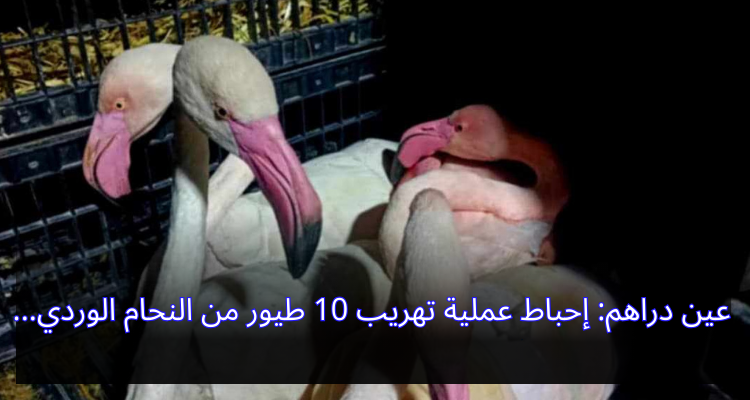 عين دراهم: إحباط عملية تهريب 10 طيور من  النحام الوردي
