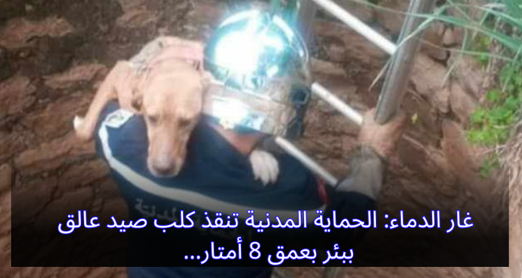 غار الدماء: الحماية المدنية تنفذ كلب صيد عالق ببئر بعمق 8 أمتار