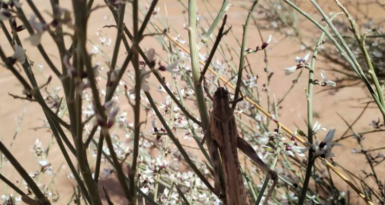 توضيح وزارة الفلاحة حول دخول أعداد من الجراد الصحراوي بمنطقة الذّهيبة