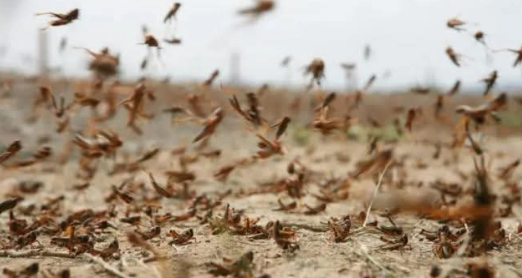 بن قردان: مصالح مندوبية التنمية الفلاحية تتدخل على مساحة 4 هكتارات للقضاء على الجراد