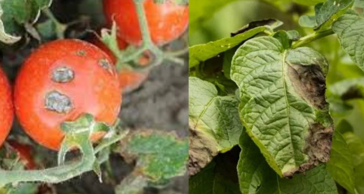 مخاوف في صفوف فلاحي نابل من انتشار ''الميلديو'' ووزارة الفلاحة تدعو للتدخل العاجل