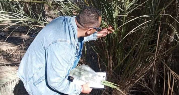 قبلي:  مصالح مندوبية التنمية الفلاحية تشرع في رصد آفة عنكبوت الغبار