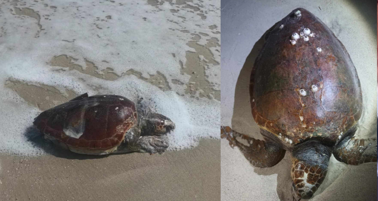 جرجيس: البحر يلفظ  سلحفاتين نافقتين