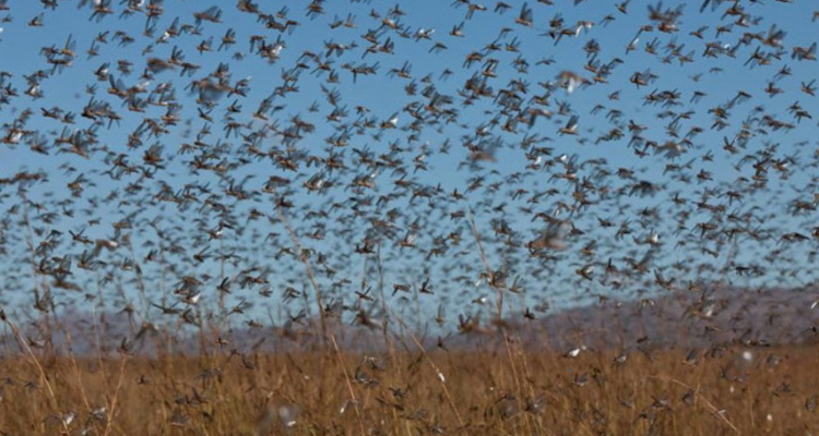 "الفاو" تحذر من موجة جديدة من الجراد الصحراوي في ليبيا وتونس والجزائر