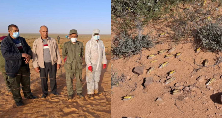 بن قردان: تأمين عملية المراقبة المستمرة لسرب منقطع  للجراد الصحراوي