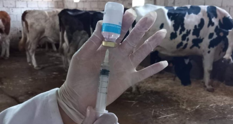 جندوبة: دعوة مربي الأبقار إلى تجنب الملقحين العشوائيين