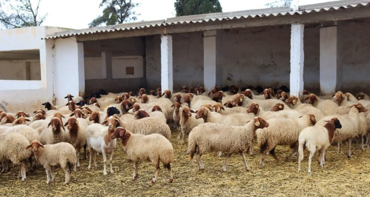 قبلي: تذمرات مربي الأغنام بالجهة من نقص التزود بالأعلاف