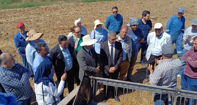 بنزرت.. رئيس اتحاد الفلاحة: زراعة السلجم تطورت كبديل للزراعات الكبرى