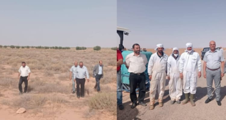 صفاقس خالية من الجراد الصحراوي