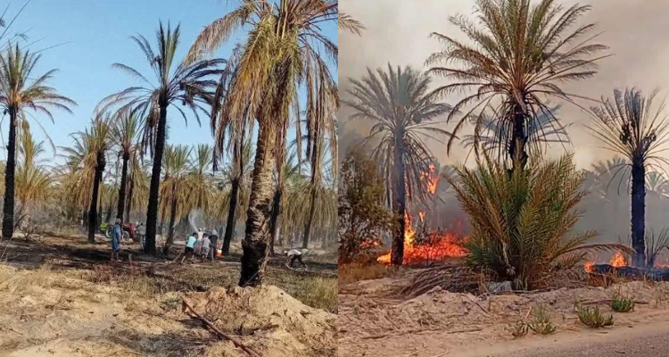 قبلي: السيطرة على حريق نشب بواحة فوار2 المعروفة بالواحة البلجيكية