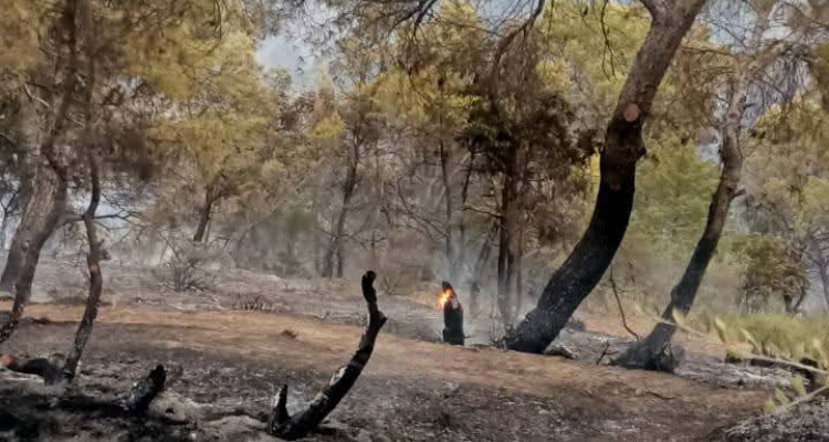 سليانة: تدخل ناجع بطائرات الهيلوكوبتر للمساهمة في إطفاء حريق هائل