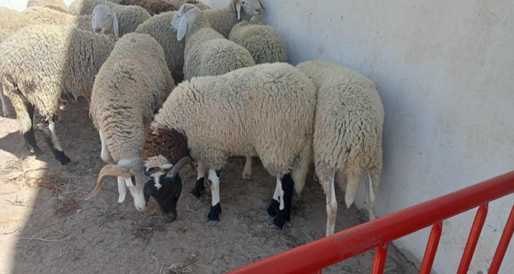 تطاوين: ضبط قطيع من الضأن يضم 500 رأس من الضأن على الحدود مع ليبيا