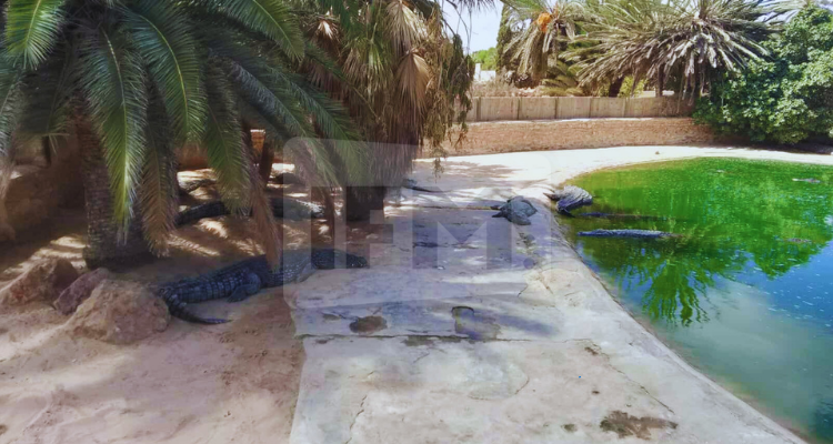 حديقة التماسيح بجربة: قصة نجاح مستمرة منذ 24 سنة وتضم حاليا 600 تمساح