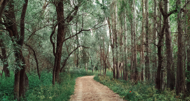 جندوبة: برنامج لتشجير 720 هكتارا من الغابات