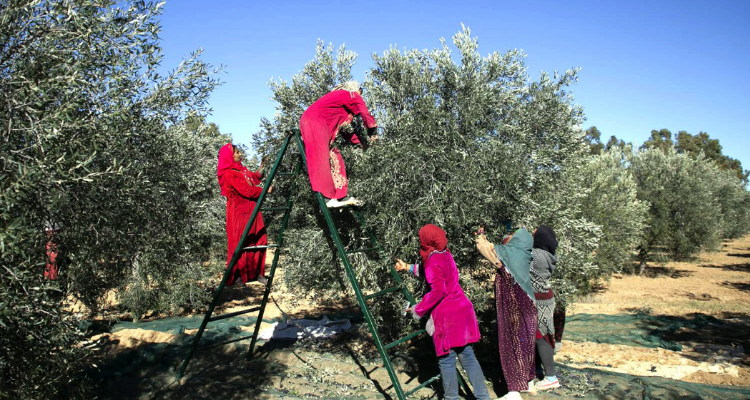 انطلاق موسم جني وعصر الزيتون بولاية باجة يوم 27 أكتوبر