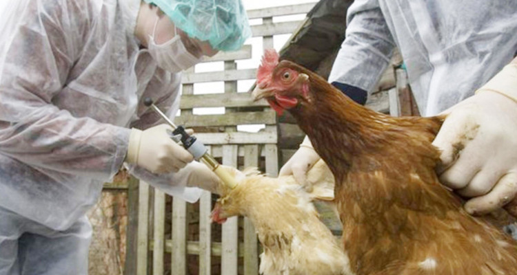 انفلونزا الطيور