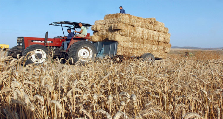 الفلاح في تونس