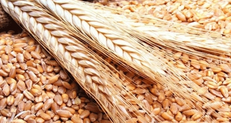 أسعار الحبوب