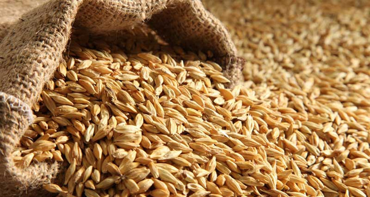 الحكومة ترفع في اسعار الحبوب