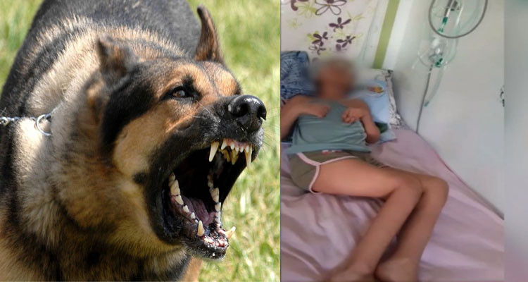 أب بعد تسبب عضّة كلب في شلل لابنته: يا دكتور رجعلي بنتي كيما كانت جبتهالك تمشي