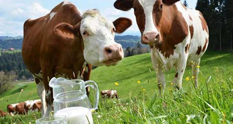 منور الصغيري: الفلاح ما ينجمش يبيع الحليب بأقل من 1800