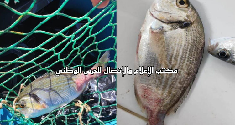 أسماك نافقة وأخرى تحمل تشوّهات في طبرقة: النيابة العمومية تأذن بفتح محضر عدلي