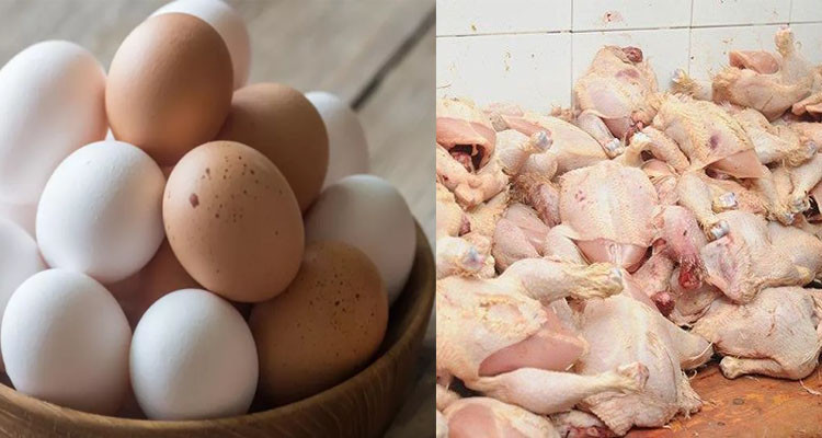 مبادرة لبيع الدجاج والبيض بسعر التّكلفة