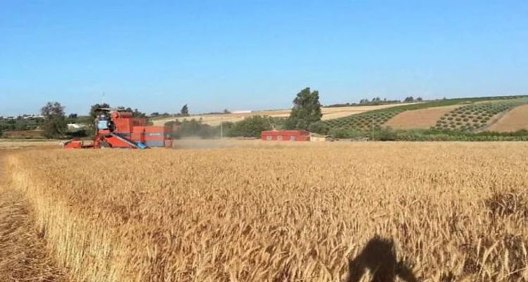 محمد رجايبية: 75 بالمائة من مساحات الزراعات الكبرى تضررت ومازال هناك أمل وحيد