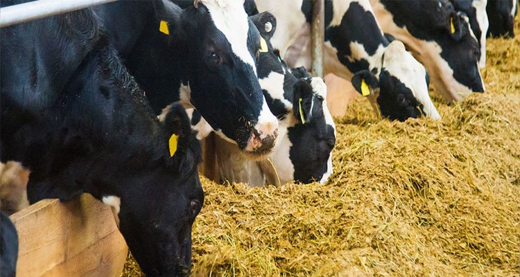 نقص المواد العلفية بسبب الجفاف وتقييم وضع القطيع وحاجياته محور جلسة بوزارة الفلاحة