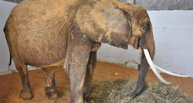 كاهية مدير حديقة البلفيدير توضح حقيقة تعرّض الفيلة "بايبي" لكسر بعد جلبها إلى تونس