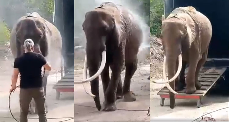 بعد سنوات من فقدان فيلتها ''بامبي'': حديقة البلفيدير تستقبل الفيلة "بايبي"