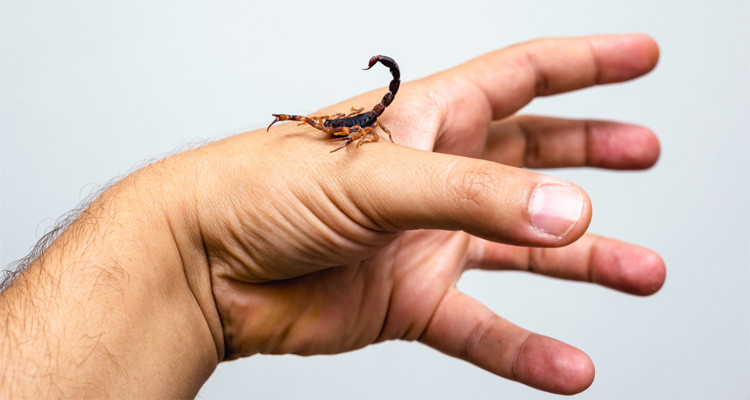 وزارة الصحة تقدم نصائح للوقاية من لدغات العقارب والأفاعي والحشرات السامة