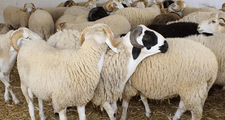 عضو اتحاد الفلاحة: ''علوش العيد'' متوفر لكن بأسعار باهظة